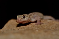 Gekon turecky - Hemidactylus turcicus 8214